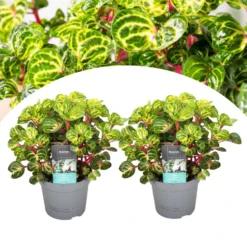 Iresine Herbsti 'Yellow' - Set Van 2 - Biefstukplant - Pot 13cm - Hoogte 20-30cm -Exporteren Tuin Verge Winkel 1000081952 0100