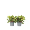 Iresine Herbsti 'Yellow' - Set Van 2 - Biefstukplant - Pot 13cm - Hoogte 20-30cm