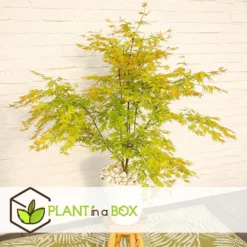 Japanese Maple 'Orange Lace' - Set Van 2 - Esdoorn - Pot 19 - Hoogte 60-70cm -Exporteren Tuin Verge Winkel 1000081953 0103