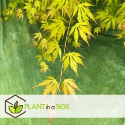 Japanese Maple 'Orange Lace' - Set Van 2 - Esdoorn - Pot 19 - Hoogte 60-70cm -Exporteren Tuin Verge Winkel 1000081953 0104