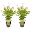 Japanese Maple 'Orange Lace' - Set Van 2 - Esdoorn - Pot 19 - Hoogte 60-70cm
