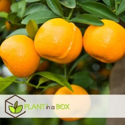 Citrus Mix - Set Van 3 - Citrus Fruitbomen - Pot 9cm - Hoogte 25-40cm -Exporteren Tuin Verge Winkel 1000081954 0104