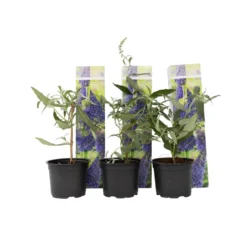 Vlinderstruiken - Buddleja Paars - Set Van 3 - Tuin - Pot 9cm - Hoogte 25-40cm