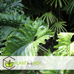 Alocasia 'Portodora' - XXL Groene Kamerplant - Pot 32cm - Hoogte 110-120cm -Exporteren Tuin Verge Winkel 1000081962 0103