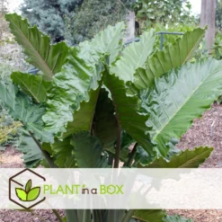 Alocasia 'Portodora' - XXL Groene Kamerplant - Pot 32cm - Hoogte 110-120cm -Exporteren Tuin Verge Winkel 1000081962 0104