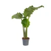 Alocasia 'Portodora' - XXL Groene Kamerplant - Pot 32cm - Hoogte 110-120cm