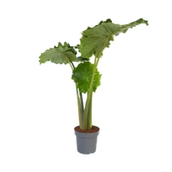 Alocasia 'Portodora' - XXL Groene Kamerplant - Pot 32cm - Hoogte 110-120cm