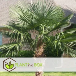 Trachycarpus Fortunei - Set Van 2 - Waaierpalmboom - Pot 21cm - Hoogte 65-75cm -Exporteren Tuin Verge Winkel 1000081963 0104