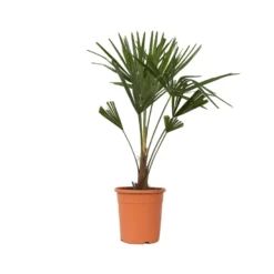 Trachycarpus Fortunei - Set Van 2 - Waaierpalmboom - Pot 21cm - Hoogte 65-75cm