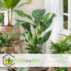 Spathiphyllum Diamond - Set Van 2 - Luchtzuiverend - Pot 12cm - Hoogte 40-50cm -Exporteren Tuin Verge Winkel 1000081965 0103