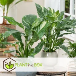 Spathiphyllum Diamond - Set Van 2 - Luchtzuiverend - Pot 12cm - Hoogte 40-50cm -Exporteren Tuin Verge Winkel 1000081965 0104