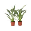 Spathiphyllum Diamond - Set Van 2 - Luchtzuiverend - Pot 12cm - Hoogte 40-50cm