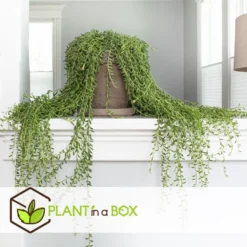 Senecio Radicans - Set Van 2 - String Of Bananas - Pot 12cm - Hoogte 10-20cm -Exporteren Tuin Verge Winkel 1000081970 0103