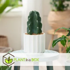 Cereus Jamacaru - Cactus "Cuddly" - Set Van 2 - Pot 12cm - Hoogte 25-30cm -Exporteren Tuin Verge Winkel 1000081972 0103