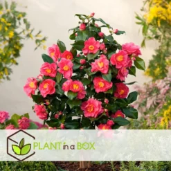 Camellia Japonica "Dr. King" - Japanse Roos - Pot 15cm - Hoogte 50-60cm -Exporteren Tuin Verge Winkel 1000081973 0103