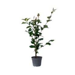 Camellia Japonica "Dr. King" - Japanse Roos - Pot 15cm - Hoogte 50-60cm