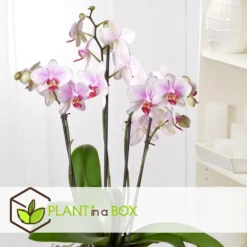 Phalaenopsis Multiflora - Orchidee Roze - Pot 12cm - Hoogte 35-45cm -Exporteren Tuin Verge Winkel 1000081974 0104