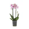 Phalaenopsis Multiflora - Orchidee Roze - Pot 12cm - Hoogte 35-45cm