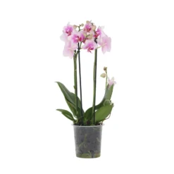 Phalaenopsis Multiflora - Orchidee Roze - Pot 12cm - Hoogte 35-45cm