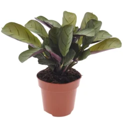 Ctenanthe Amagris - Pot 12cm - Hoogte 20-30cm