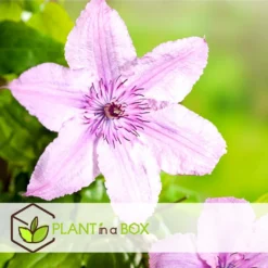 Clematis - Set Van 3 - Tuinplant - Roze - Klimplant - Pot 9cm - Hoogte 25-40cm -Exporteren Tuin Verge Winkel 1000081978 0103