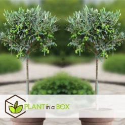 Olea Europaea - Set Van 2 - Olijfboom Op Stam - Pot 14cm - Hoogte 45-55cm -Exporteren Tuin Verge Winkel 1000081979 0104