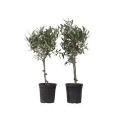 Olea Europaea - Set Van 2 - Olijfboom Op Stam - Pot 14cm - Hoogte 45-55cm