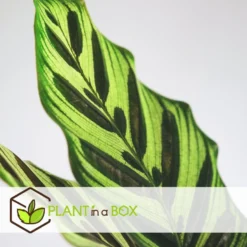 Tropische Kamerplanten - Mix Van 3 - Pot 12cm - Hoogte 25-40cm -Exporteren Tuin Verge Winkel 1000081980 0103