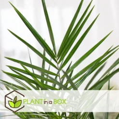 Phoenix Canariensis - Set Van 2 - Dadelpalm - Pot 15cm - Hoogte 50-60cm -Exporteren Tuin Verge Winkel 1000081984 0103