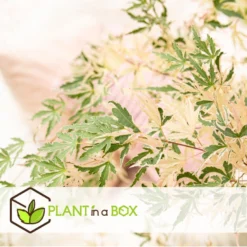 Japanese Maple 'Taylor' - Set Van 2 - Esdoorn - Pot 19cm - Hoogte 50-60cm -Exporteren Tuin Verge Winkel 1000081985 0103