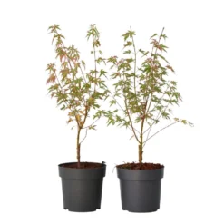 Japanese Maple 'Taylor' - Set Van 2 - Esdoorn - Pot 19cm - Hoogte 50-60cm