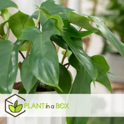 Philodendron Florida Green - Pot 12cm - Hoogte 20-30cm -Exporteren Tuin Verge Winkel 1000081987 0103