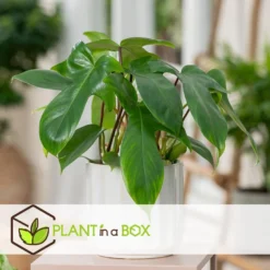 Philodendron Florida Green - Pot 12cm - Hoogte 20-30cm -Exporteren Tuin Verge Winkel 1000081987 0104