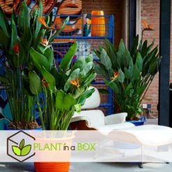 Strelitzia Reginea - Set Van 3 - Paradijsvogelbloem - Pot 9cm - Hoogte 25-40cm -Exporteren Tuin Verge Winkel 1000081990 0104