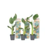 Strelitzia Reginea - Set Van 3 - Paradijsvogelbloem - Pot 9cm - Hoogte 25-40cm