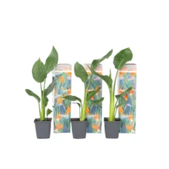 Strelitzia Reginea - Set Van 3 - Paradijsvogelbloem - Pot 9cm - Hoogte 25-40cm