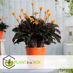 Calathea Crocata - Luchtzuiverend - Pot 14cm - Hoogte 40-50cm -Exporteren Tuin Verge Winkel 1000081991 0104