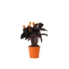 Calathea Crocata - Luchtzuiverend - Pot 14cm - Hoogte 40-50cm