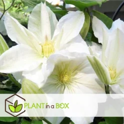Clematis - Set Van 3 - Tuinplant - Wit - Klimplant - Pot 9cm - Hoogte 25-40cm -Exporteren Tuin Verge Winkel 1000081992 0103