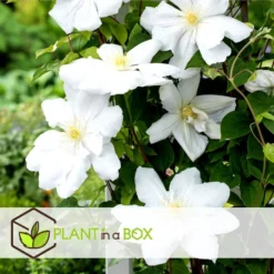 Clematis - Set Van 3 - Tuinplant - Wit - Klimplant - Pot 9cm - Hoogte 25-40cm -Exporteren Tuin Verge Winkel 1000081992 0104