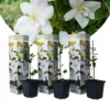 Clematis - Set Van 3 - Tuinplant - Wit - Klimplant - Pot 9cm - Hoogte 25-40cm
