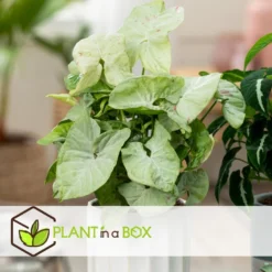 Syngonium Milk Confetti - Set Van 2 - Pot 12cm - Hoogte 20-30cm -Exporteren Tuin Verge Winkel 1000081994 0104