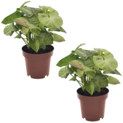 Syngonium Milk Confetti - Set Van 2 - Pot 12cm - Hoogte 20-30cm