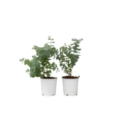 Eucalyptus Pulverulenta 'Baby Blue' - Set Van 2 - Pot 13cm - Hoogte 25-40cm