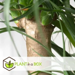 Beaucarnea Recurvata - Robuuste Stam - Pot 32cm - Hoogte 120-130cm -Exporteren Tuin Verge Winkel 1000081998 0103