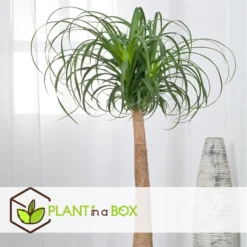 Beaucarnea Recurvata - Robuuste Stam - Pot 32cm - Hoogte 120-130cm -Exporteren Tuin Verge Winkel 1000081998 0105