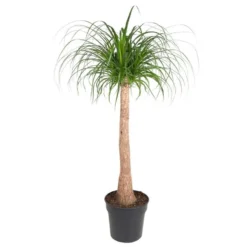 Beaucarnea Recurvata - Robuuste Stam - Pot 32cm - Hoogte 120-130cm