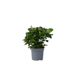 Gardenia Jasminoides - Witte Bloemen - Pot 13cm - Hoogte 20-30cm