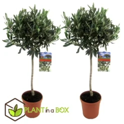 Exporteren Tuin Verge Winkel -Exporteren Tuin Verge Winkel 1000082003 0102