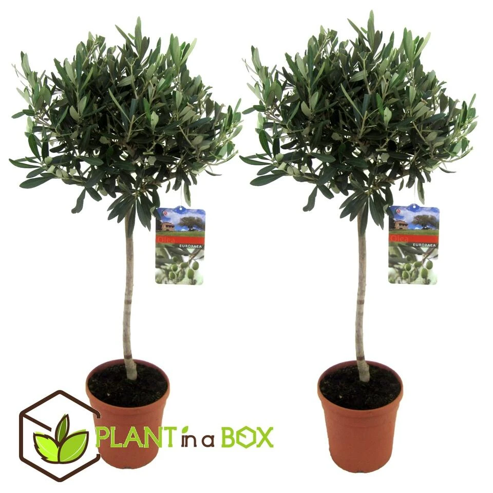 Olea Europaea - Set Van 2 - Olijfboom Op Stam - Pot 21cm - Hoogte 90-100cm 2 Olea Europaea - Set Van 2 - Olijfboom Op Stam - Pot 21cm - Hoogte 90-100cm - Afbeelding 2